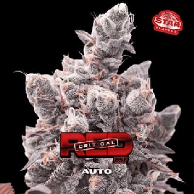 Red Critical Auto > BSF Seeds